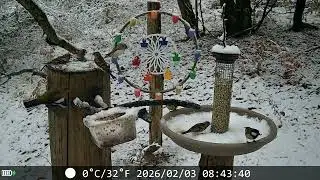 20260203 neve POSATOIO - BIRD FEEDER snow