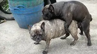 Two Buldog Mating in Open Area 💞 Animal Mating Video