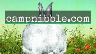 What are the welfare needs of pet rabbits?