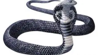 sonido la cumbita sope&ntilde;a cobras 13