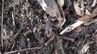 Australian Scorpion (Cercophonius squama, Wood or Forest Scorpion)
