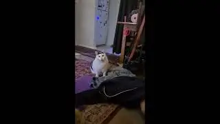 huh? cat Original Movie