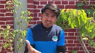 Health Us Nepal - Dia tipic farmacia