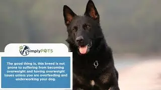 CBD Oil for German Shepherds - How Cannabis Hemp Tincture Can Help