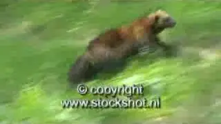 veelvraat - wolverine - gulo gulo