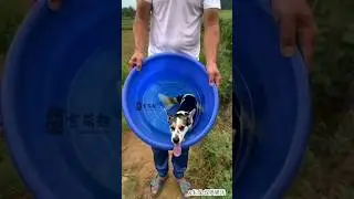The Fish-Dog Hybrid - A Unique Creature😱🔥 #shortvideo