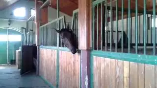 Smart horse opens the door to her stable. Queen Of Beauty