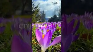 World&rsquo;s Finest Saffron &ndash; Kashmir Mongra Kesar (GI Tagged)