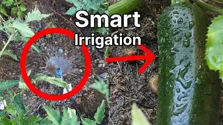 Transform Garden with the Drip Irrigation System Kit for Lush Plants