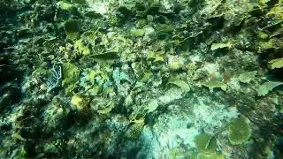 Reef with sea fans and yellowtail damselfish
