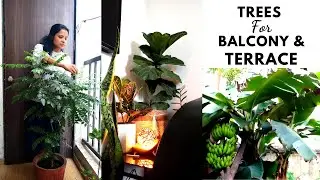 Trees to Grow in balcony or terrace| Planting Trees in Pots| Types of Trees| e URBAN ORGANIC GARDEN