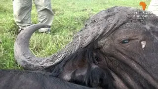3 ARGO's, the Zambezi Delta, and a lot of stalking on an island for a Buffalo.