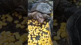 Kusu Island - 23 June 25 - BoyBoy Tortoise is HUNGRY. BoyBoy Tortoise eats kang kong vegetables & 🌽.