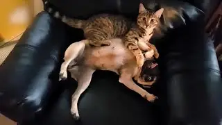 Funny Animals Compilation – Pure Chaos, Zero Logic 😆 #53