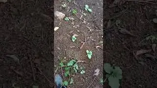Take a tour of the eggplant rice fields