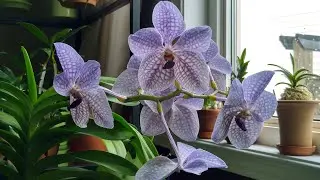 Vanda Rothschildiana  - orchid in bloom 2020