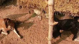 লালী কালীর golpo /rural Life,#village #goat #short#rurallife 