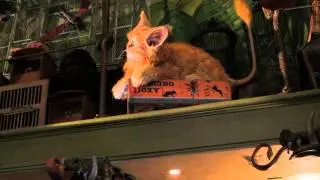 Animatronic Cat (Kneazle) - Wizarding World of Harry Potter Diagon Alley