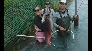 RIVER MONSTER from SHORE Kenai River Huge KING SALMON fish Red Pink Silver fishing Large Female