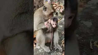 Bruce holding beautiful lovely baby monkey Diven with heartwarming #shortvideo #shorts #viral
