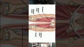 Strengthen Your Inner Thighs: Adductor Workout #adductors #innerstrength #fitspiration