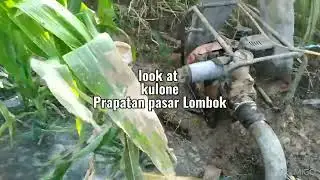 ngebor nek kulone Prapatan pasar Lombok (lek mad)