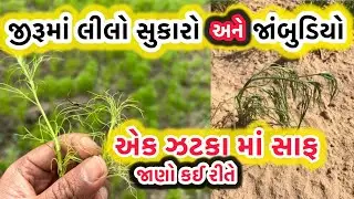 જીરું માં લીલો સૂકારો અને જાંબુડિયો એક જ દવા માં સાફ @MANISHBALDANIYA 