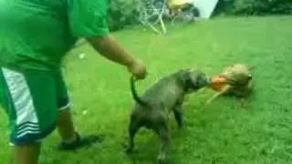 Pit Bull playing tug a war