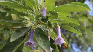 Eriolarynx australis - Iochroma australe - ciruelo del cerro - pera del cerro - flora argentina 