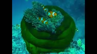 Papua New Guinea Coral Reef Ecology | Toi Ohomai Dive Trip 2024