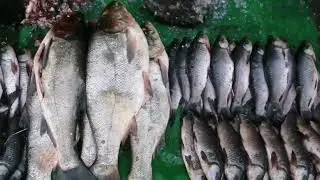 Fish Market Rates 2022 | Rohu, catfish, Mali, salmon fish