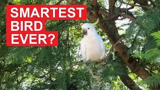 Cockatoos Are Smart, Right? But, You Won't Believe How Smart This One Is?