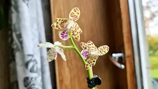 SEDIREA japonica x Vandopsis. КОРОТКИЙ ОБЗОР по просьбе подписчиков.