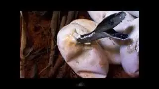 top 10 most dangerous snakes in africa