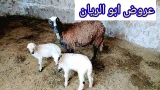 اتفرج علي اضخم نعجه والده توأم بأرخص الاسعار ت(01157790601)(1/30)#ابو_ريان_لتجاره_الاغنام_٢