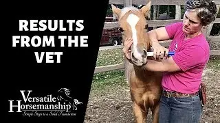 MANZER&rsquo;S RESULTS FROM THE VET // Versatile Horsemanship