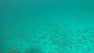Needlefish