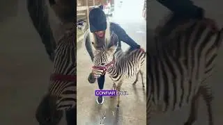 Rescued zebra baby#animals #Friendship #Us#Rescue