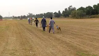 Dog Race Greyhound Derby Race Semifinal | 9 Dec 2019 | Agriculture University Faisalabad #dog