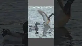 Mallard strokes its wings across the water to propel itself upward during takeoff #duck #takeoff
