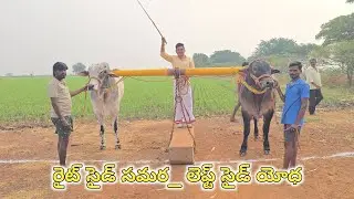 MKM Bulls మేస్త్రి ఖాదర్ మస్తాన్ గారి( లెఫ్ట్ సైడ్ యోధ ఆరుపళ్ళ గిత్త_రైట్ సైడ్ సమర ఆరుపళ్ళు కలిపింది