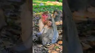 #animals #monkey #primiatemonkey #primate #cute #primatelove #wildprimatechannel #wildlife