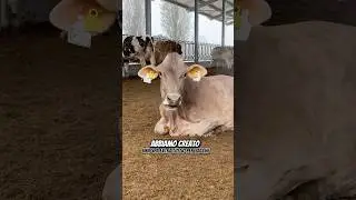LO SAPEVI CHE IL COMFORT INIZIA DAGLI SPAZI? 🙌🏻🐄 #spa #cowcomfort #allevamento #allevatori