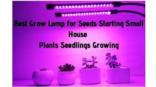 Best Grow Lamp for Seeds Starting Small House Plants Seedlings Growing