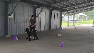 AKC Intermediate Virtual Rally Course #1