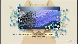 Hondenallergie: De Herbouw  #Borsttumoren #Honden #Katten