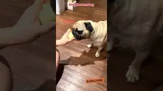 Dog eating ASMR apple - Pug dogs #shortsvideo