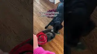 Random things my dog is scared of..MOPS. #dogs #funny #labrador #youtubeshorts #cutedog #puppy