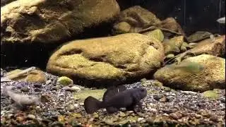 Mugilogobius Sarasinorum Gobiiformes