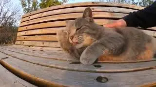 A PLUMP, GRAY FELINE RESTS ON A BENCH